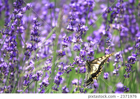 Rest at lavender garden 2371976