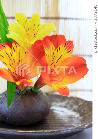 Up of living Alstroemeria up Up of living Alstroemeria up 2372140