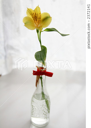 Alstroemeria stabbed in a bottle 2372141