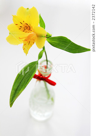 Alstroemeria with single bird Alstroemeria with single bird 2372142