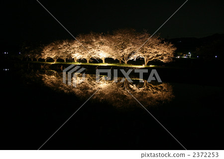 夜櫻桃樹002 夜櫻桃樹002 2372253