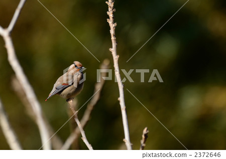 Hirenjaku Hirenjaku 2372646