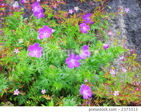 Hakusanfuro's flower 2373313