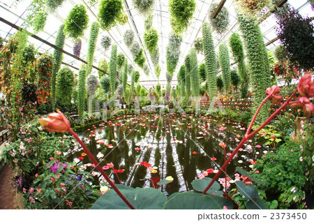 富士花園的溫室 2373450