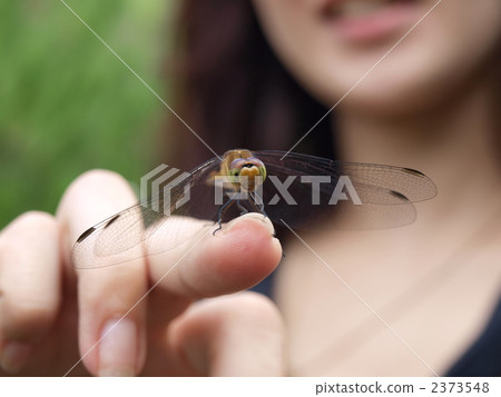 蜻蜓 蟲子 漏洞 2373548