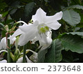 amazon lily, 181 eucharis, botanic 2373648