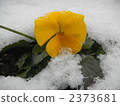 pansy, botanic, botanical 2373681