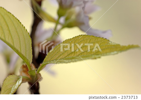 Keikaku cherry tree Keikaku cherry tree 2373713