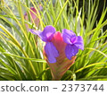 plant, vegetative, bloom 2373744