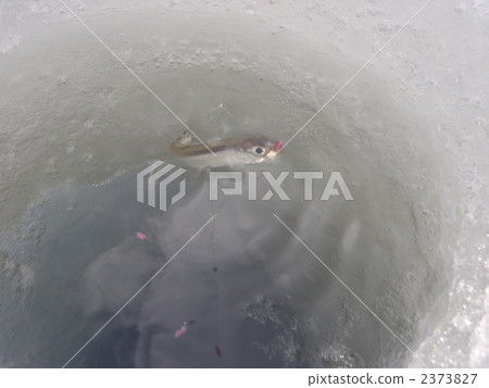Smelt fishing on ice Smelt fishing on ice 2373827