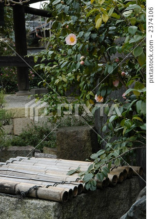 京都Angeji井和山茶花 2374106