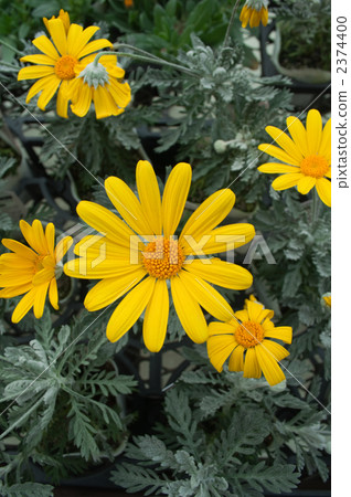 朱利葉斯黛西 2374400