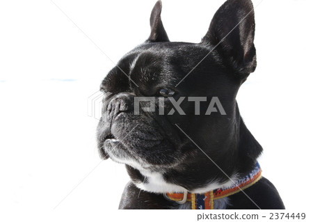 French bulldog in winter French bulldog in winter 2374449