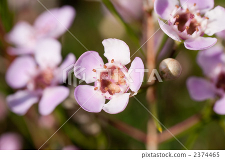 Wax Flower 2374465