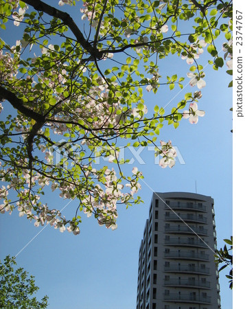 dogwood, abloom, bloom 2374767