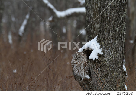 Ezo Owl Ezo Owl 2375298