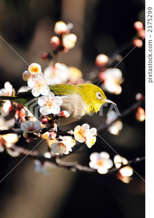 繡眼鳥 梅花 梅 2375299