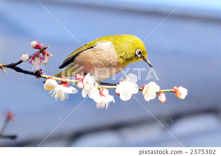 繡眼鳥 梅花 梅 2375302