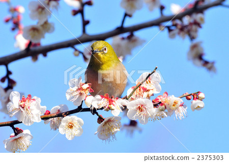 繡眼鳥 梅花 梅 2375303