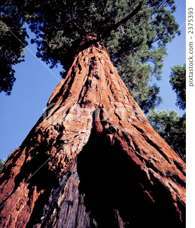 美國加州紅杉的大樹在國王峽谷國家公園 2375393