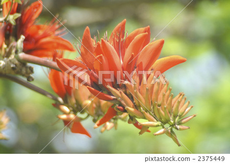 Okinawa's prefectural flower · Deigo flower Okinawa's prefectural flower · Deigo flower 2375449
