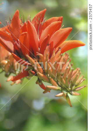 Okinawa's prefectural flower · Deigo flower 2375457