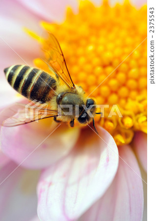 honey, bee, petal 2375543