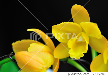 Memorial · Gold · Canary Memorial · Gold · Canary 2375780