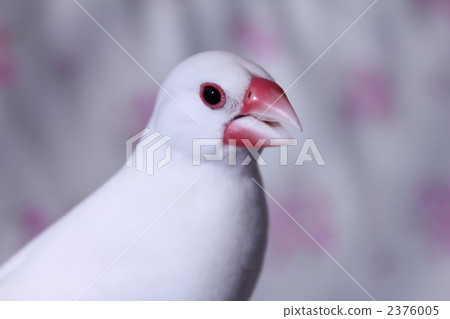 鳴叫♪〜♪Buncho no Bun-chan 鳴叫♪〜♪Buncho no Bun-chan 2376005