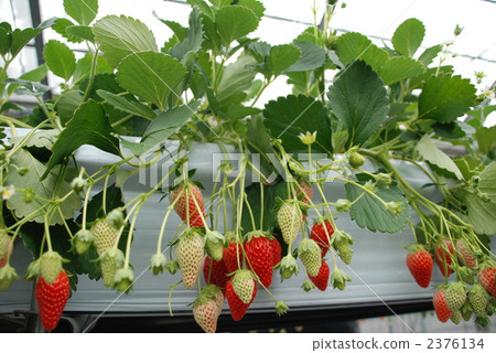 草莓未熟未成熟 照片素材 圖片 圖庫 草莓未熟未成熟 照片素材 圖片 圖庫