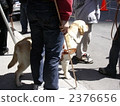 Guide dog 2376656