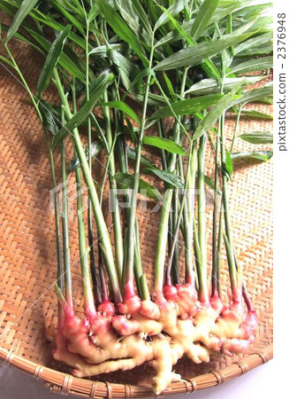 Golden ginger 2376948