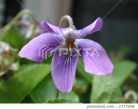 Odorous violet 2377096