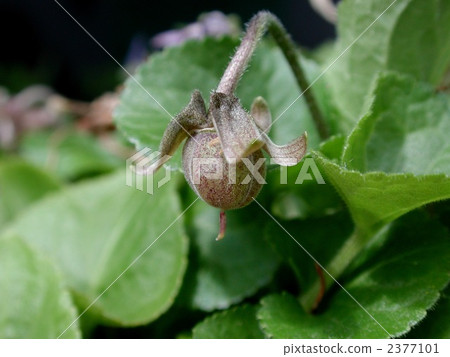 Odorous violet 2377101