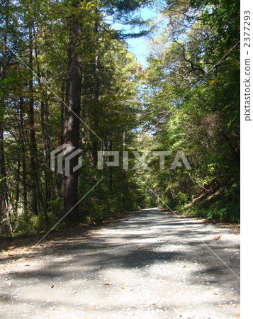 花莖 森林 樹林 2377293