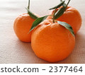 ponkan orange, citrus fruits, food 2377464