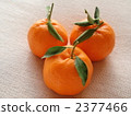 ponkan orange, citrus fruits, food 2377466