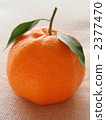 ponkan orange, citrus fruits, food 2377470