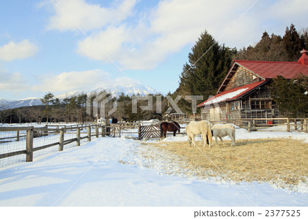 Koiwai農場的冬天 2377525