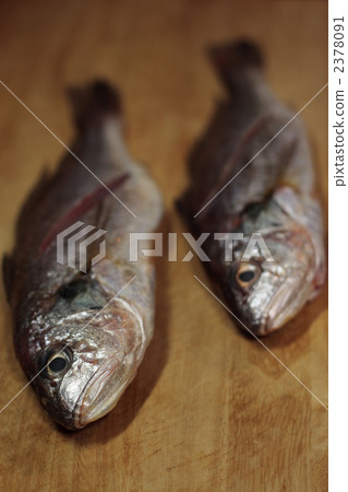 Ishimochi在砧板上 2378091