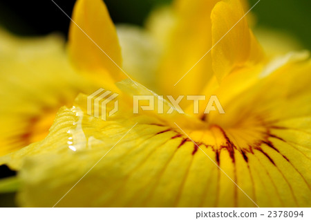 東京 舉起 向上 2378094