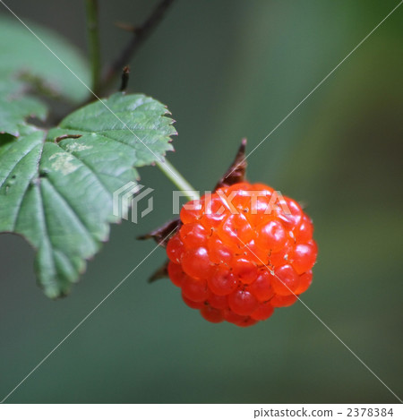 樹莓 2378384