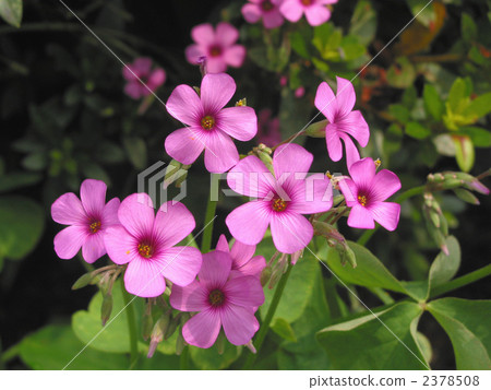 酢漿articulata 2378508