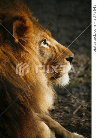 lion lion 2378645