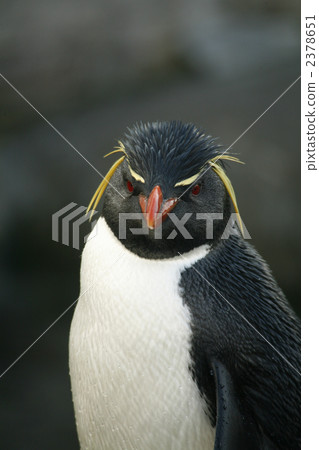 Penguin 2378651