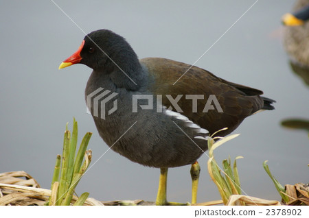 Climb the bank 2378902