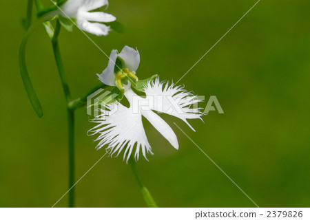 Sagikusa Sagikusa 2379826