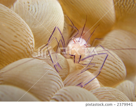 泡泡珊瑚蝦 2379941