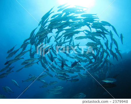 Gingame bean 2379948