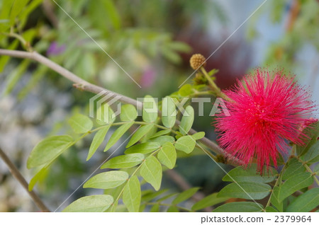 Kaliendoa 2379964